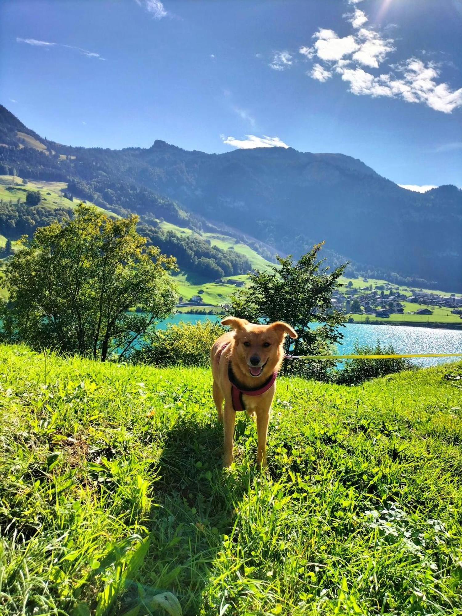 Gemuetliche Fewo Mit Sauna Inmitten Der Berge Meiringen Luaran gambar